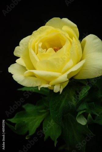 黄色い牡丹の花