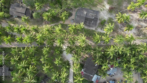 Aerial view of Coconut tree in Malaysia