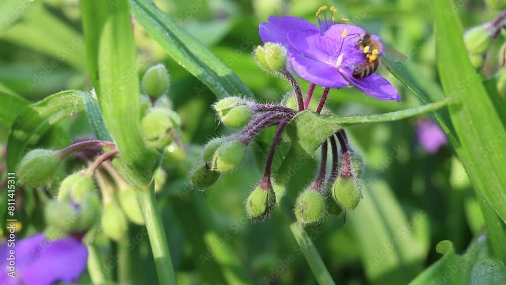 Flowers sway on the wind in the garden and orchard. Sounds of nature, bees, birds and insects. Harmony of the village and the countryside eco-farm. Flowers sway on the wind in the garden and orchard. Sounds of nature, bees, birds and insects. Harmony of the village and the countryside eco-farm.
