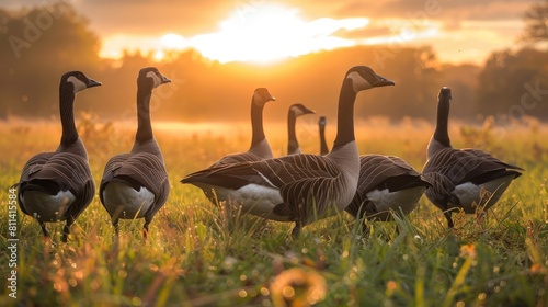 Geese Grazing in the Field photo