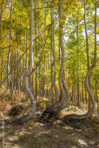 Aspen trees with bent trunks from snow avalanche when they were younger in Colorado	