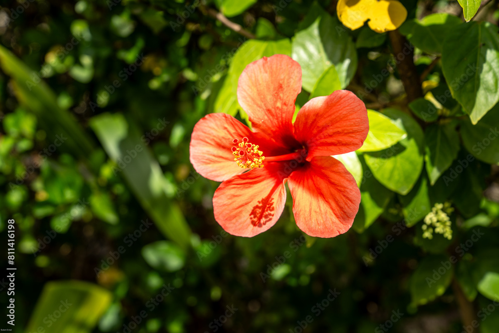 Hibiscus rosa-sinensis, shoehorn plant (Japon gülü), outdoor, chinese flower Hibiscus rosa-sinensis, shoehorn plant (Japon gülü), outdoor, chinese flower