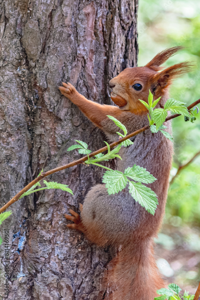Fototapeta premium A forest squirrel runs and jumps through the trees in search of food