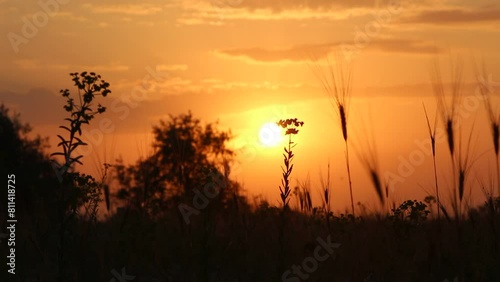 A red sky and the sun in olive trees. The golden hour of the sunrise seclusion of early morning. Beautiful summer dawn meditation. Melody of the southern tropic desert morning. Kinburn, Ukraine.	 photo