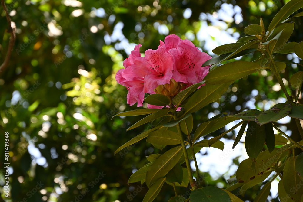 Rhododendron flowers. Ericaceae evergreen shrub. Blooms pink, white, or red flowers in early summer. The leaves are poisonous. Rhododendron flowers. Ericaceae evergreen shrub. Blooms pink, white, or red flowers in early summer. The leaves are poisonous.
