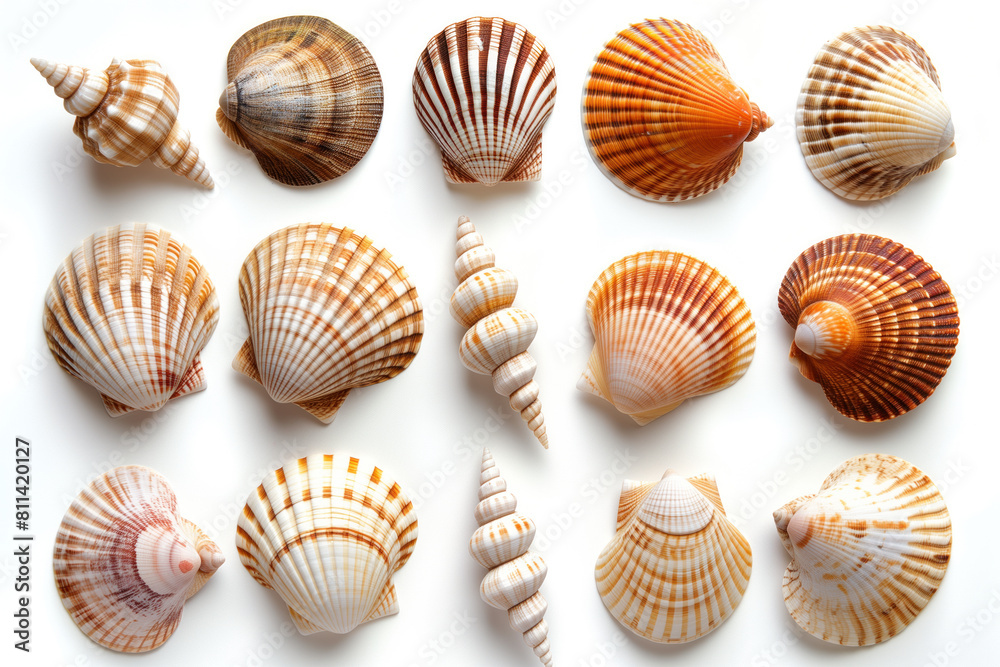 A beautiful arrangement of various seashells, showcasing their intricate patterns and natural colors, ideal for backgrounds or nature-themed content.