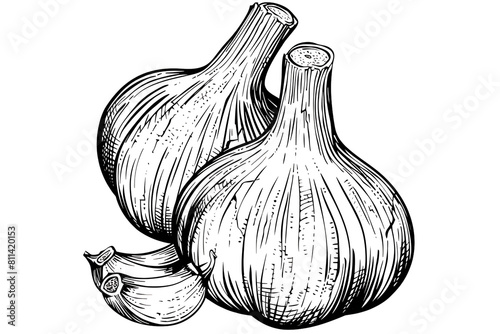 Garlic bulb line drawing 