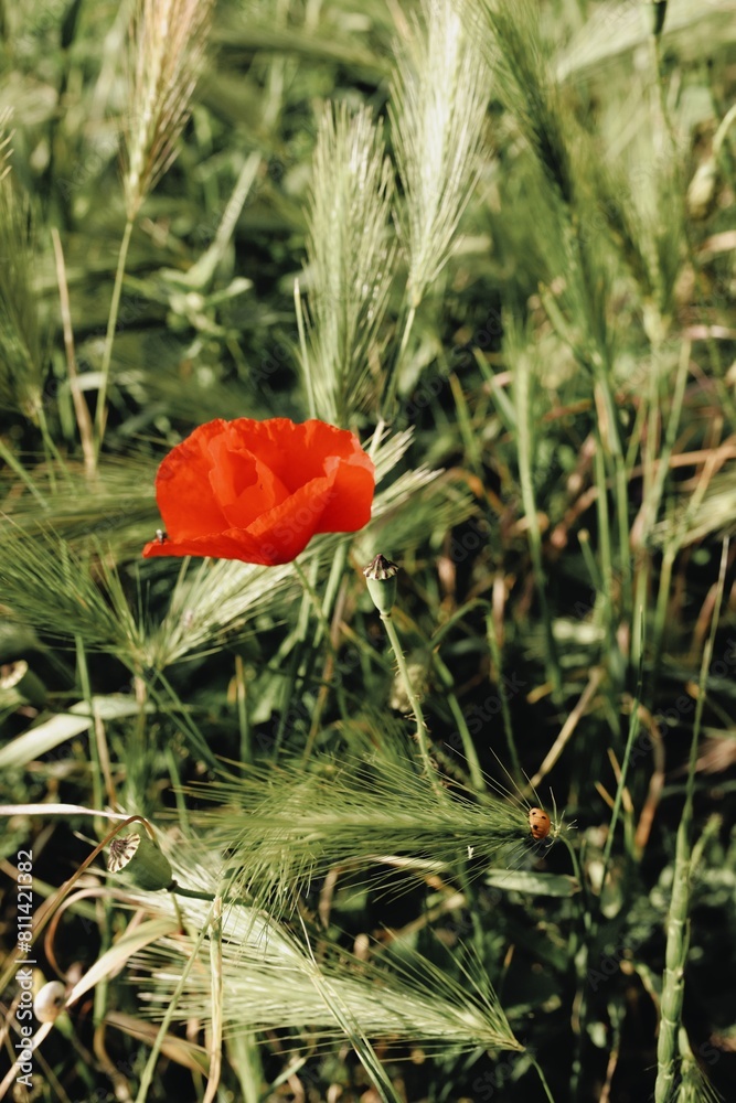 poppy and wheat
