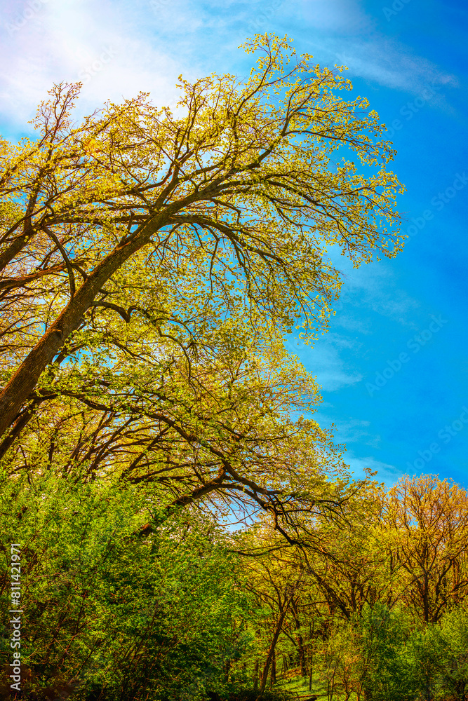 Tall Oak Trees and Lush Foliage in Sioux Falls, South Dakota, USA Tall Oak Trees and Lush Foliage in Sioux Falls, South Dakota, USA