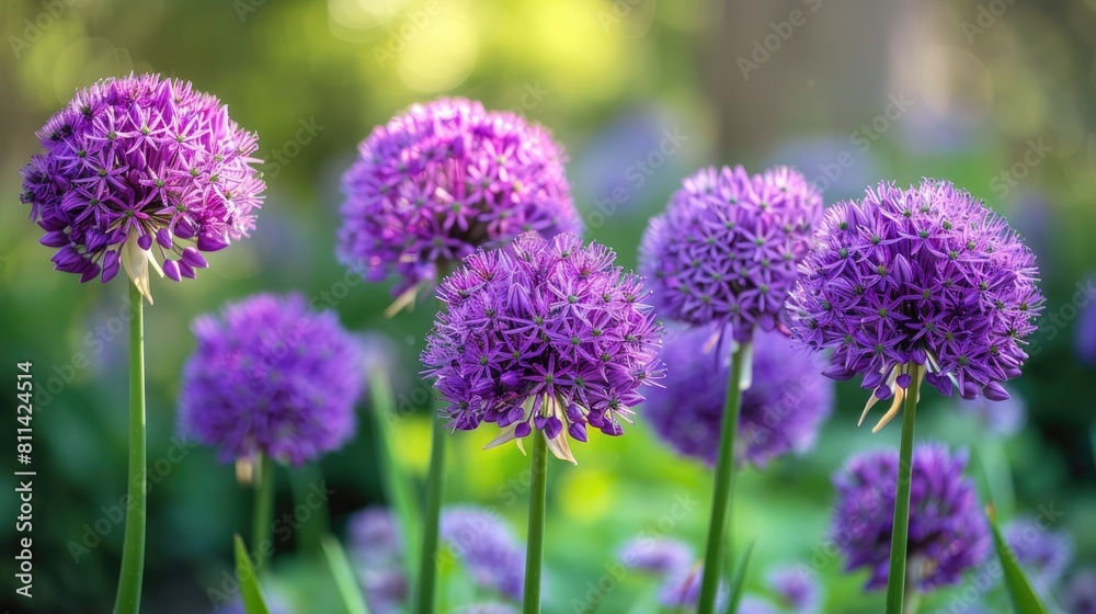 Fototapeta premium Flowers of Allium blooming in the garden