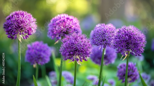 Flowers of Allium blooming in the garden