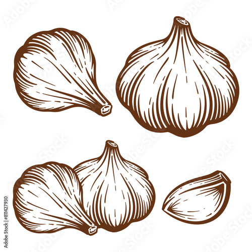 Garlic hand drawn illustration set. Garlic vector line art collection
