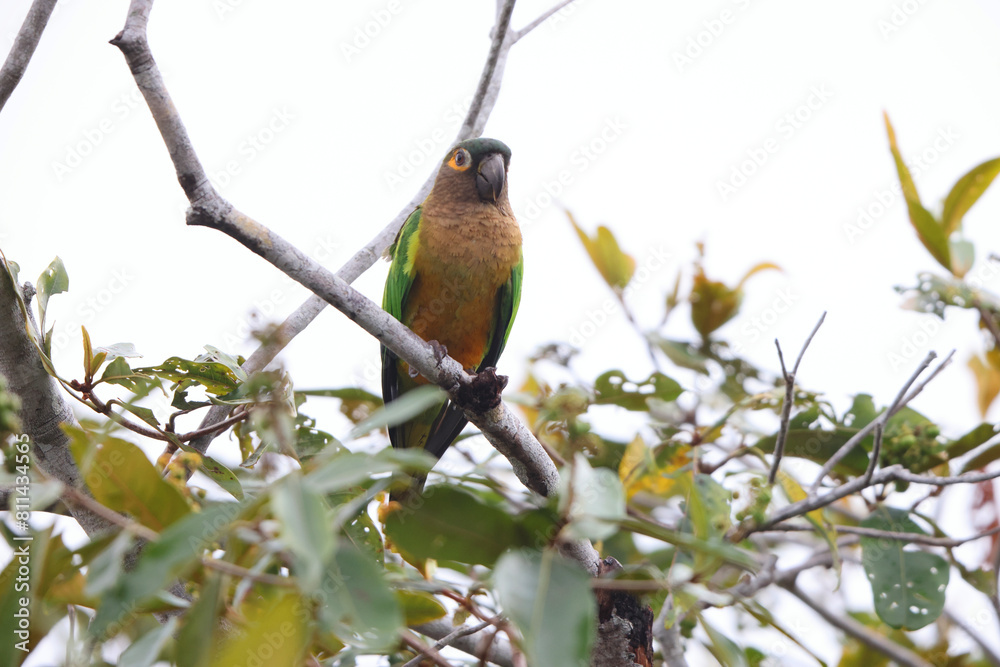 Brown-throated parakeet (Eupsittula pertinax) in Colombia Brown-throated parakeet (Eupsittula pertinax) in Colombia