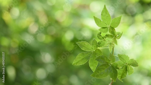 Eleutherococcus trifoliatus branch green leaves on natural background. photo