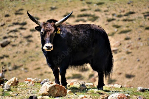The yak (Bos grunniens, also known as the Tartary ox or hairy cattle) seen during the Thachungtse - Nimaling campground  trek as a part of the famous 