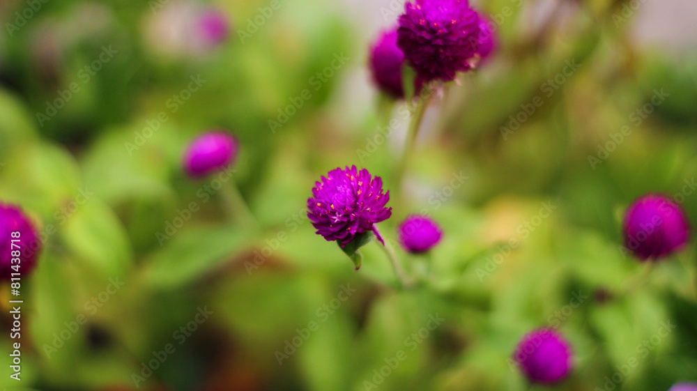 selective focus Knob flower (Gomphrena globosa). plants that can be made into flower tea selective focus Knob flower (Gomphrena globosa). plants that can be made into flower tea