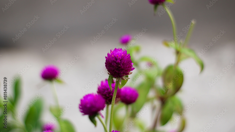 Fototapeta premium selective focus Knob flower (Gomphrena globosa). plants that can be made into flower tea