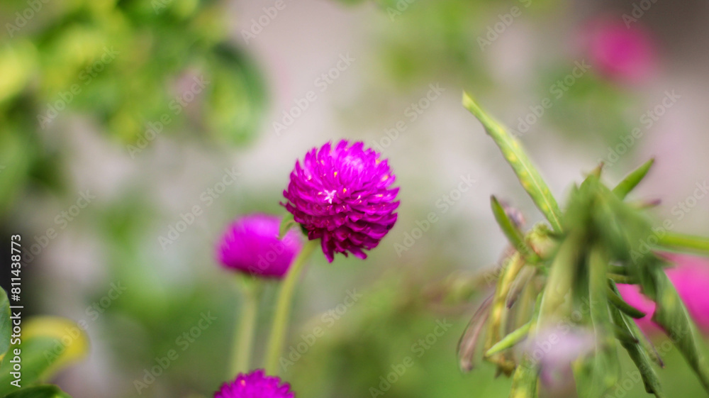 selective focus Knob flower (Gomphrena globosa). plants that can be made into flower tea selective focus Knob flower (Gomphrena globosa). plants that can be made into flower tea