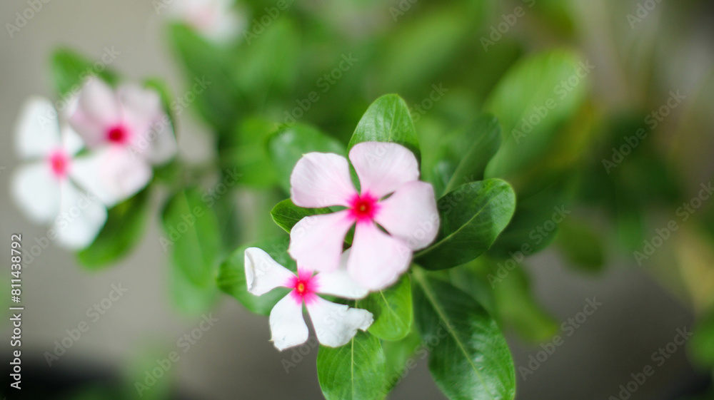 foliage vinca flowers, pink vinca flowers (madagascar periwinkle), potted vinca,Beautiful white vinca flowers ,Fresh white Periwinkle madagascar flower .nature concept. foliage vinca flowers, pink vinca flowers (madagascar periwinkle), potted vinca,Beautiful white vinca flowers ,Fresh white Periwinkle madagascar flower .nature concept.