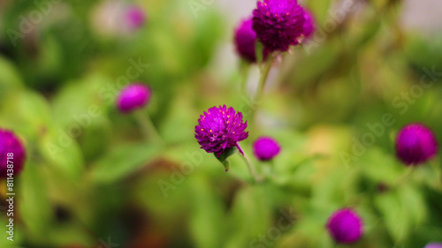 selective focus Knob flower  Gomphrena globosa . plants that can be made into flower tea