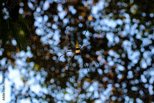 Spider Nephila Maculata, Gaint Long-jawed Orb-weaver in the net with blurred tree background. Insect Animal photo