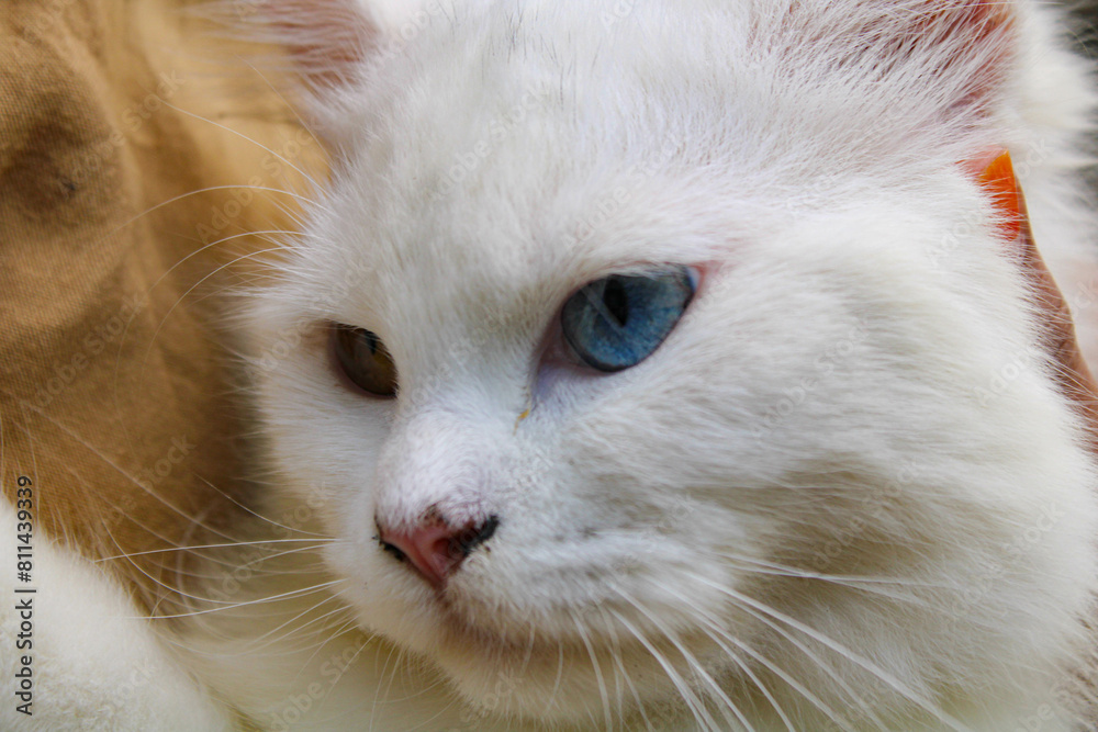 white furred cat with the mystical eyes of different colored . closeup of white cat's face white furred cat with the mystical eyes of different colored . closeup of white cat's face