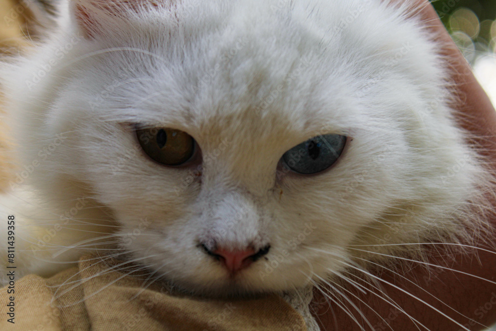 white furred cat with the mystical eyes of different colored . closeup of white cat's face white furred cat with the mystical eyes of different colored . closeup of white cat's face