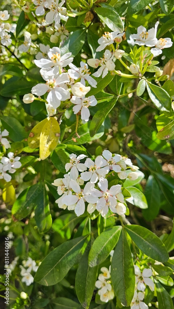 Fototapeta premium green bush with small white flowers