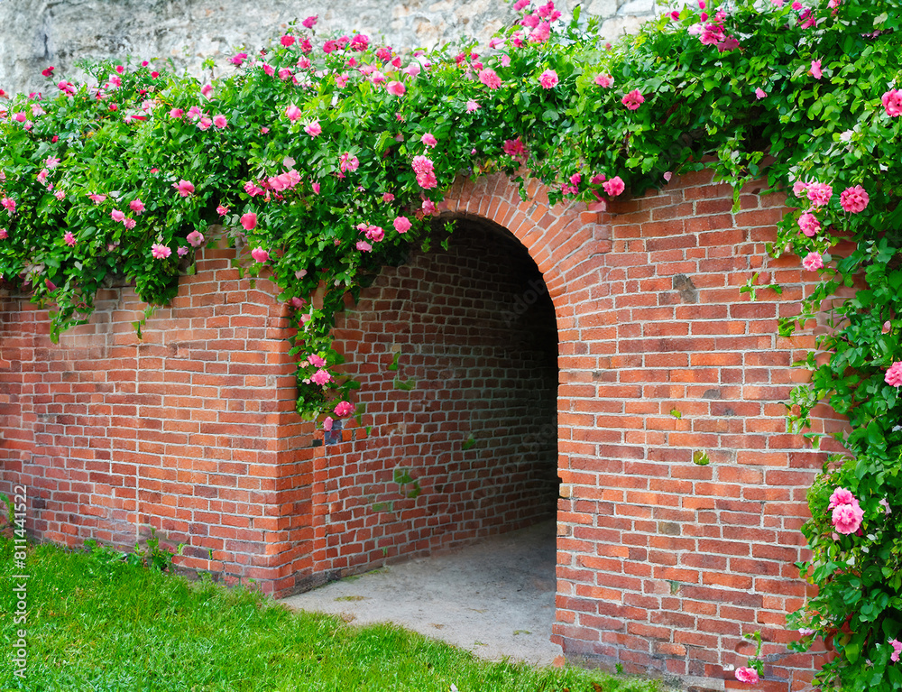 Brick tunnel wall with climbing roses. The brick arch made of bricks is