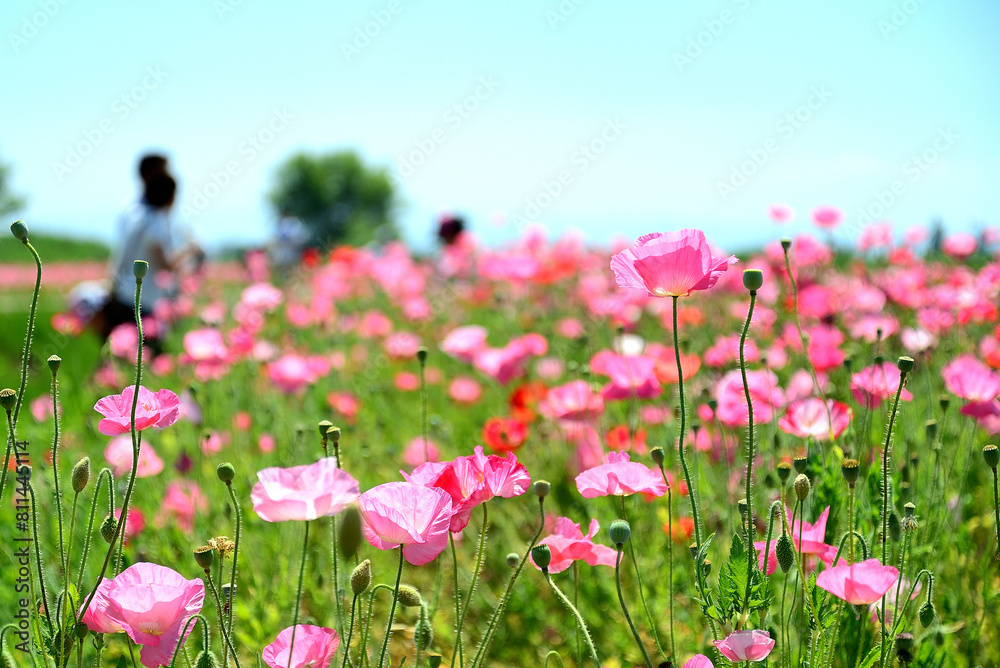 Obraz premium ポピー畑に咲いた色とりどりの花