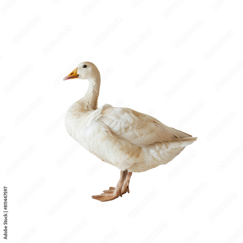 Goose, Isolated Transparent Background Images Goose, Isolated Transparent Background Images