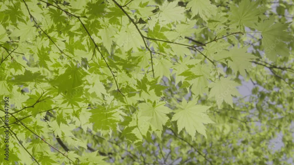 Green maple leaves swaying in the wind. Closeup. Japanese spring. 30fps Green maple leaves swaying in the wind. Closeup. Japanese spring. 30fps