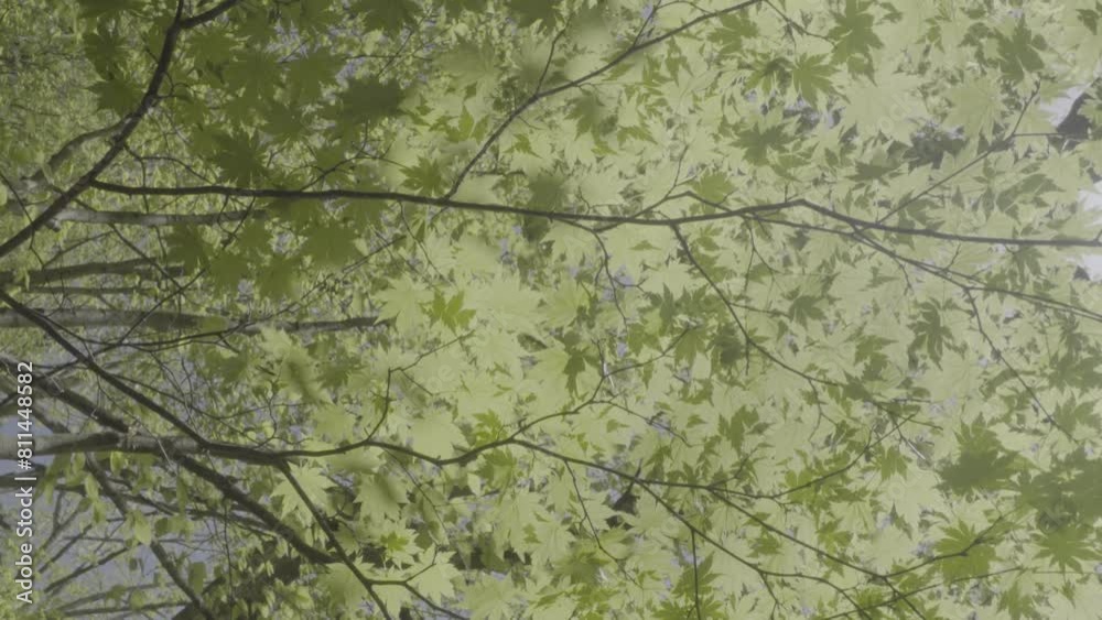 Green maple leaves swaying in the. Closeup. Early spring in Japan. S-Log. 30fps Green maple leaves swaying in the. Closeup. Early spring in Japan. S-Log. 30fps