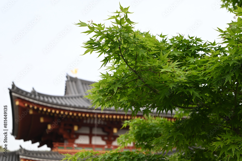 green maple tree leaves near the ancient palace in Japan green maple tree leaves near the ancient palace in Japan