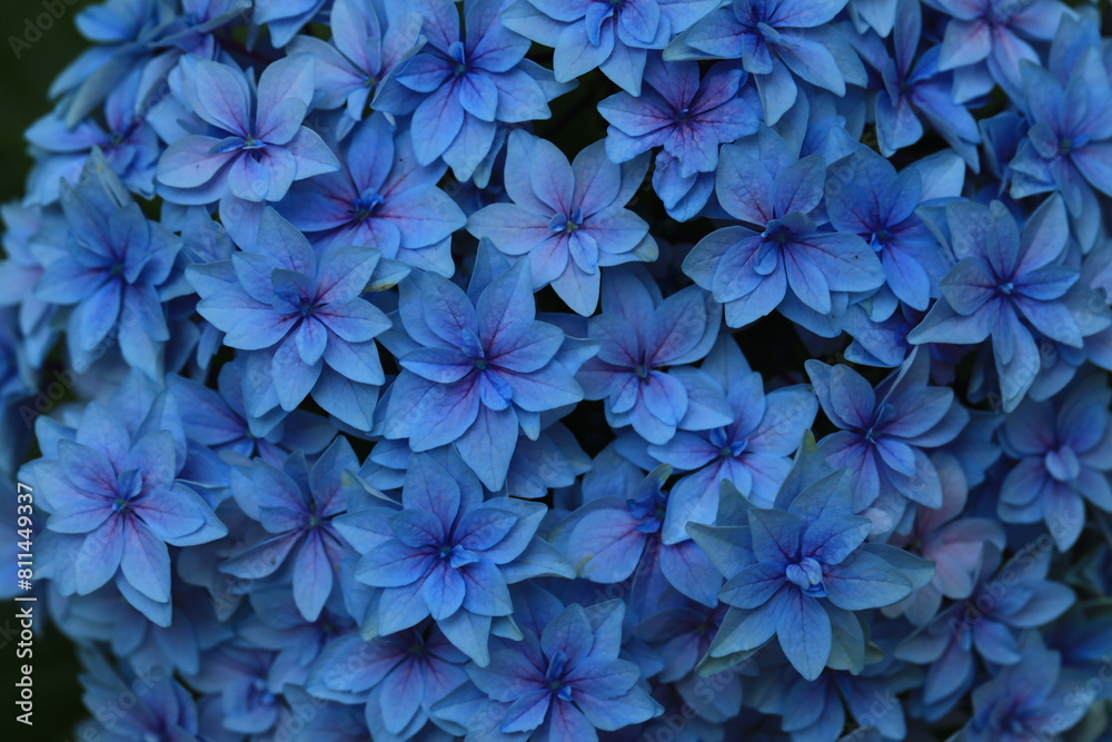 Hydrangea Macrophylla is a species of flowering plant in the family Hydrangeaceae. Flora Exhibition Hall, Map Ta Phut Subdistrict Rayong ,Thailand Hydrangea Macrophylla is a species of flowering plant in the family Hydrangeaceae. Flora Exhibition Hall, Map Ta Phut Subdistrict Rayong ,Thailand