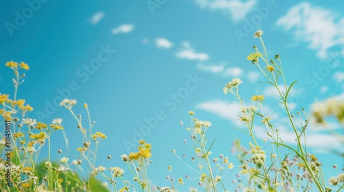 blue sky background. plants that grow in the field, have beautiful flowers