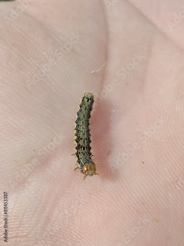 Dark green corn earworm caterpillar or Helicoverpa zea in dark green colour with black dots  photo