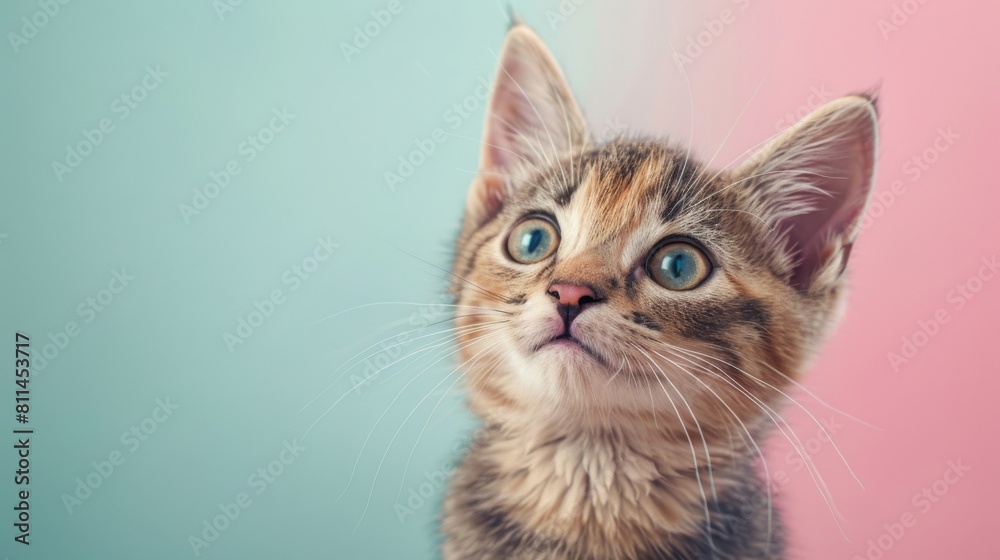 Cat cute ginger kitten in the fluffy pet is feeling happy and cat lovely comfortable