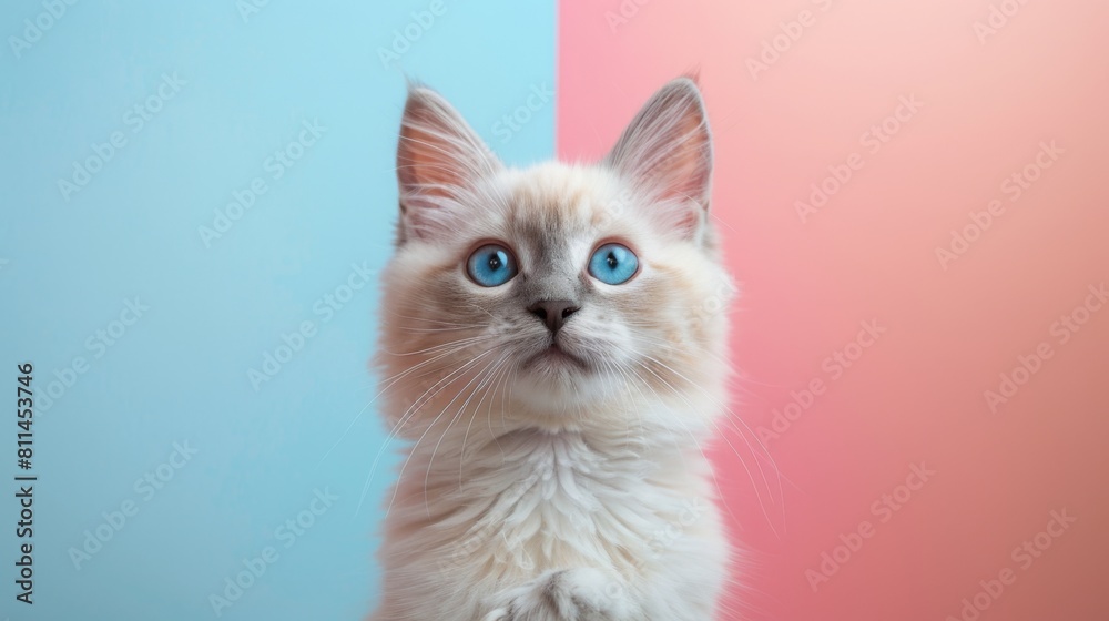 Furry little kitten breed with bright blue eyes sitting on pastel background