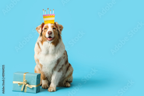 Cute Australian Shepherd dog with headband in shape of Birthday cake and gift box on blue background photo