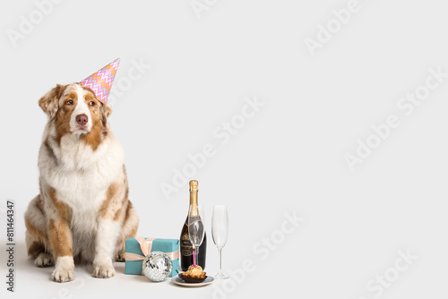 Cute Australian Shepherd dog in party hat with Birthday cake, bottle of champagne, disco ball and gift box on grey background