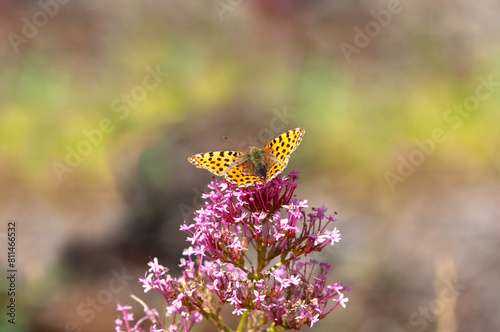 Butterfly Little Queen of Spain Fritillary Issoria lathonia





 photo