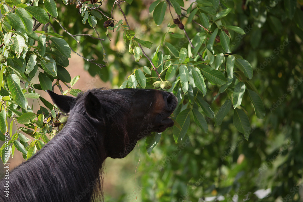 Fototapeta premium Horse eating leaves from walnut tree.