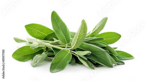 Fresh sage herb on white background with clipping path and complete depth of field