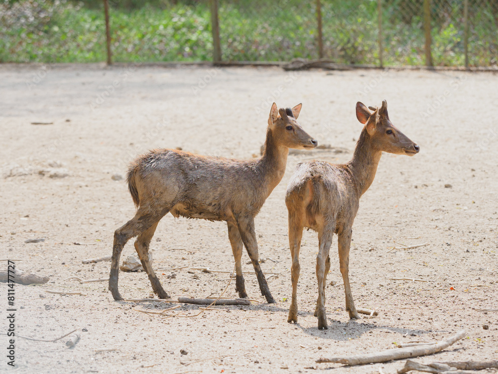Obraz premium Raising deer on the farm