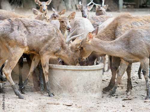 Raising deer on the farm photo