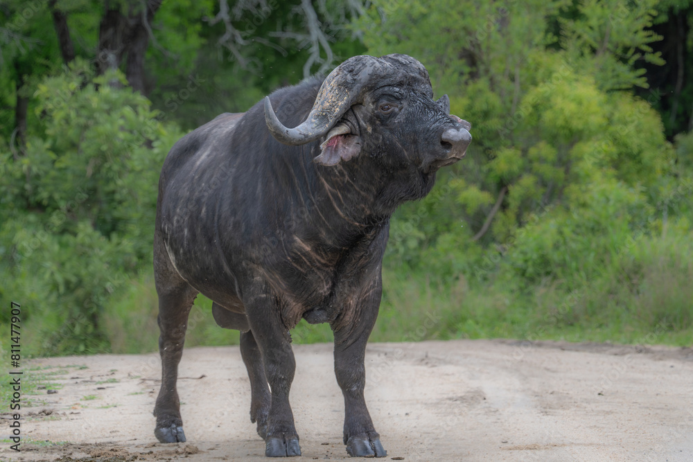 Fototapeta premium African Buffalo