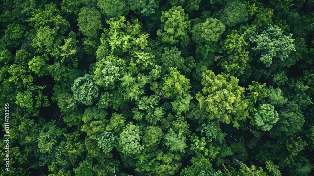 Protecting Earth s forests from deforestation is crucial for ecological balance as they are the vital lungs of our planet essential for oxygen production