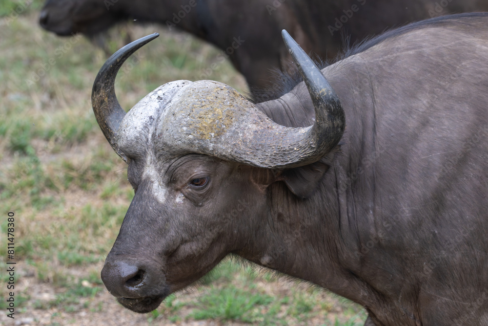 African Buffalo portrait African Buffalo portrait