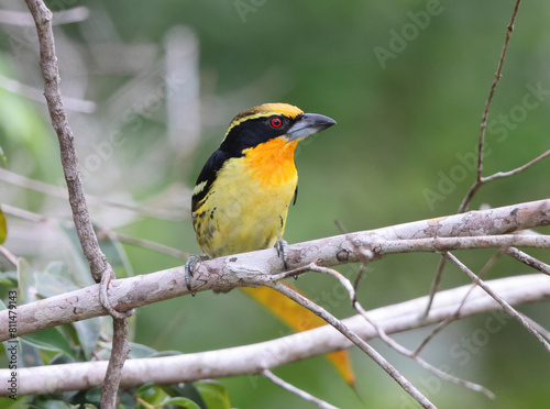 The gilded barbet (Capito auratus) is a species of bird in the family Capitonidae. This photo was taken in Colombia.